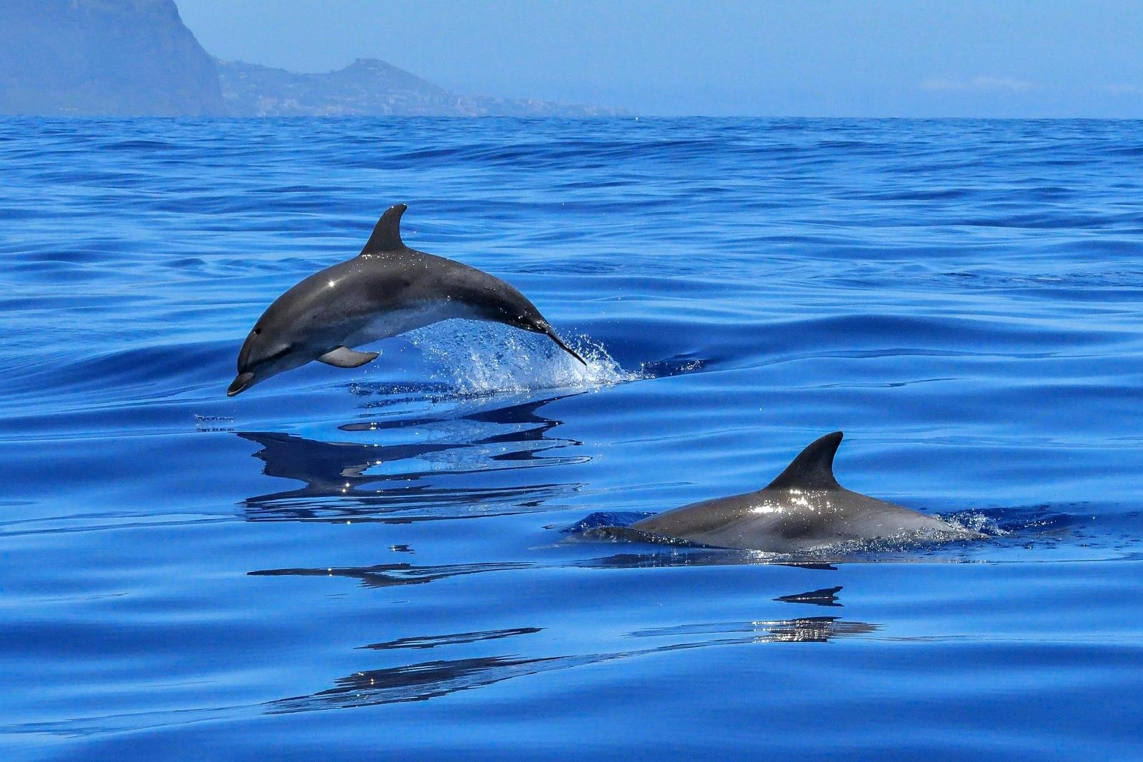 Dolphin Trip